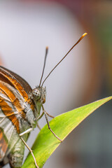 Beautiful little butterfly sitting on a branch of heather In the morning dew. Beautiful butterfly and a drop of dew