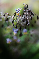 native Australian dianella grass with flowers and droplets of water on it shot outdoor