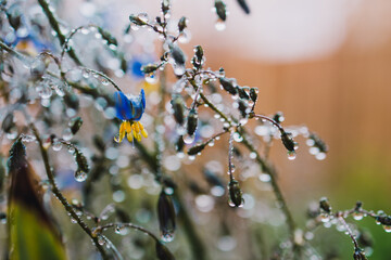 native Australian dianella grass with flowers and droplets of water on it shot outdoor
