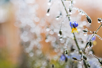 native Australian dianella grass with flowers and droplets of water on it shot outdoor