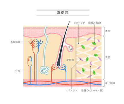 真皮の構造を示すイラスト。日本語表記。