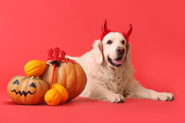 Cute labrador dog with Halloween decor and pumpkins on color background