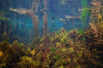 Dense growth of algae in shallow water in the ocean, underwater scene, Eastern Atlantic, Spain, Galicia