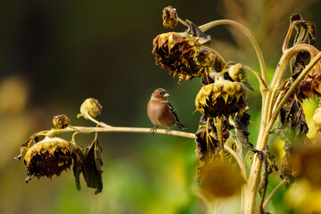 A Chaffinch on a Sunflower