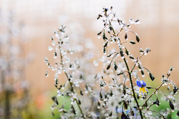 native Australian dianella grass with flowers and droplets of water on it shot outdoor