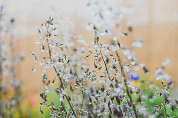 native Australian dianella grass with flowers and droplets of water on it shot outdoor