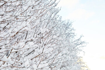 branches of trees covered with snow