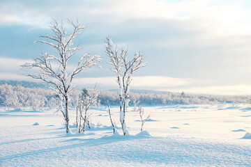 Fototapeta na wymiar winter nature landscape at a sunny day
