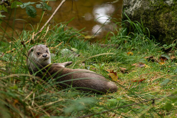 Surprised eurasian otter lying in grass on the shore of a pond