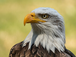 Bald eagle - closeup head detail