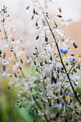 native Australian dianella grass with flowers and droplets of water on it shot outdoor
