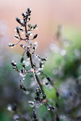 native Australian dianella grass with flowers and droplets of water on it shot outdoor