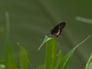 Common Mormon, Papilio polytes, beautiful butterfly from Costa Rica and Panama.  Tropical butterfly sitting on the green leaves.
