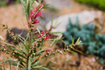 native Australian red bottlebrush callistemon plant with flowers outdoor in beautiful tropical backyard