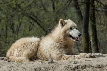 Obraz premium Arctic wolf lying on the ground in the forest