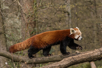 Red panda on the tree, walking on the branch