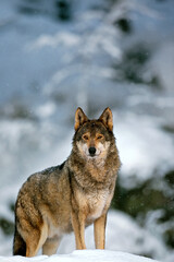 Majestic European Wolf Standing Alert in Snowy Bavarian Forest