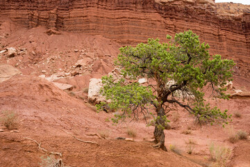 on the road Scenic Byway in Capitol Reef National Park in United States of America
