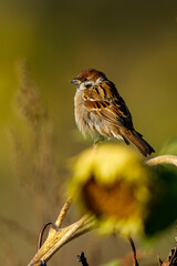 A sparrow on a Sunflower