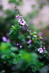 Australian native oregano prostanthera rotundifolia round leaf mint bush plant outdoor in beautiful tropical backyard