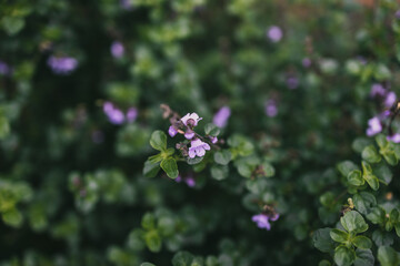 Australian native oregano prostanthera rotundifolia round leaf mint bush plant outdoor in beautiful tropical backyard