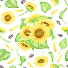Watercolor sunflowers with oil seeds seamless pattern. Hand painted bunch of yellow flowers and leaves illustration. Bright floral repeated background isolated on white for package, wrapping, fabrics