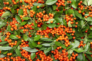 Ripe rowan berries and leaves as background, closeup