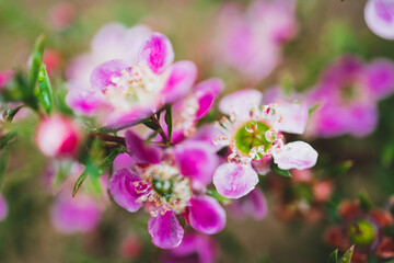 Fototapeta na wymiar native Australian pink tea tree plant with pink flowers outdoor in beautiful tropical backyard