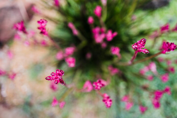 native Australian kangaroo paw plant with pink flowers outdoor in beautiful tropical backyard