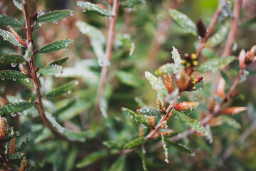 native Australian callistemon bottle brush plant outdoor in beautiful tropical backyard