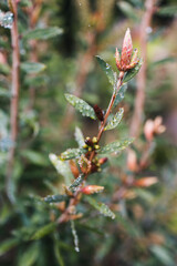 native Australian callistemon bottle brush plant outdoor in beautiful tropical backyard