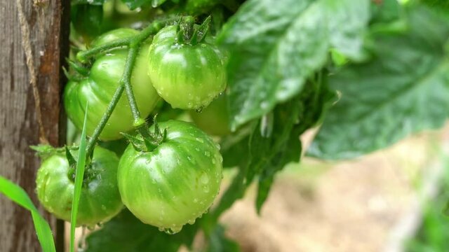 Drops of water flow down on juicy green tomatoes growing in the garden close-up. Rich tasty picture