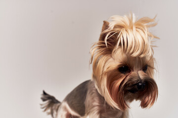 dog pet puppy grooming isolated background