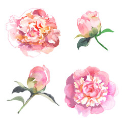 Peoniea flowers and buds watercolor isolated on white background set for all prints.