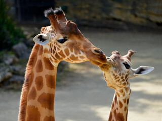Young giraffe (Giraffa camelopardalis) kissing the muzzle of the female