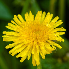 Dandelions
