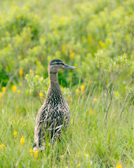 Duck in Summer Foliage at Blea Tarn in the Lake District National Park, England.