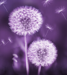 dandelion on purple background