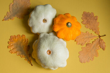 Squash lying on a yellow background. Orange squash patison lies on the table with dry oak leaves