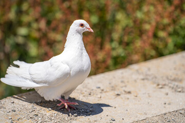 Obraz premium Close-up of a white pigeon with red eyes. 