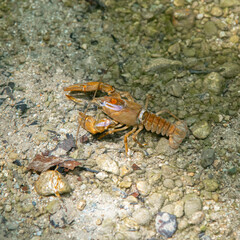 Crayfish