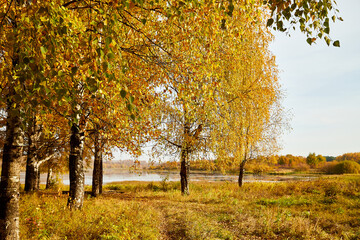 Fototapeta na wymiar Trees in the autumn forest with yellow leaves