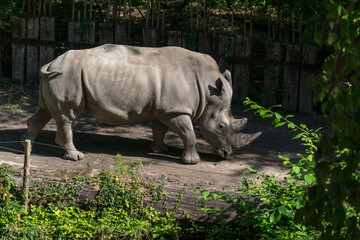 White Rhinoceros in a public zoo