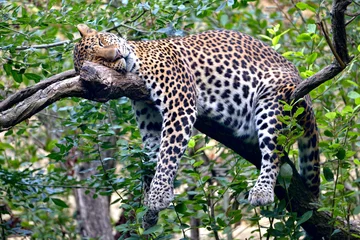Fotobehang Luipaard Javaanse luipaard (Panthera pardus melas) die stevig slaapt op een tak
