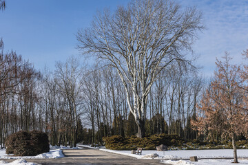 Trees in Northern Communal Cemetery in Warsaw, capital of Poland