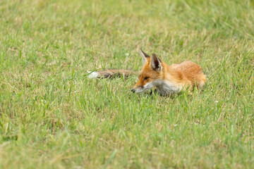 Wild red fox, hunting animal