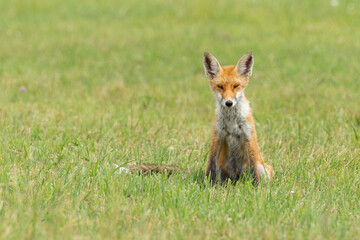 Naklejka na ściany i meble Wild red fox, hunting animal