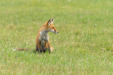 Wild red fox, hunting animal