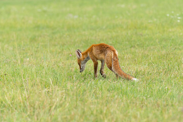 Wild red fox, hunting animal