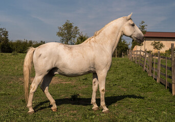 Obraz premium Animal. Horses on the meadow.